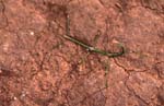 B_1033CR04-34_Green_stick-insect_on_ground
