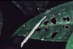C_1033CR12-34_flying_stick-like_insect