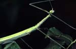 F_1033CR15-5_large_green_stick-insect