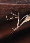 G_1033CR22-26_Mantis