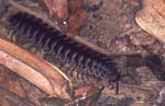 H_1033CR05-34_Millipede