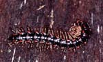 I_1033CR09-2_millipede