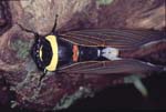 J_1033CR13-32_giant_cicada