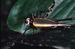 L_1033CR14-15_grasshopper_type