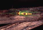 M_1033CR10-5_multi-coloured_grasshopper_type