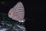 O_1033CR13-10_small_butterfly_on_droppings