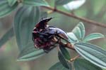 P_1033CR16-36_mating_beetles