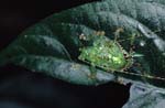 R_1033CR14-23_green_bug_spiky_rear