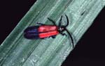 S_1033CR12-19_red&black_beetle