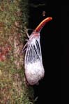 T_1033CR10-24_lantern_bug