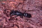 U_1033CR12-26_ant