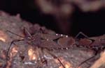 U_1033CR15-15_Shield_bug_with_mites