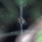 D_1033CR16-16_spotted_spider