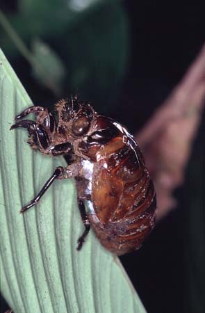 K_1033CR13-36_Pupa_cicada